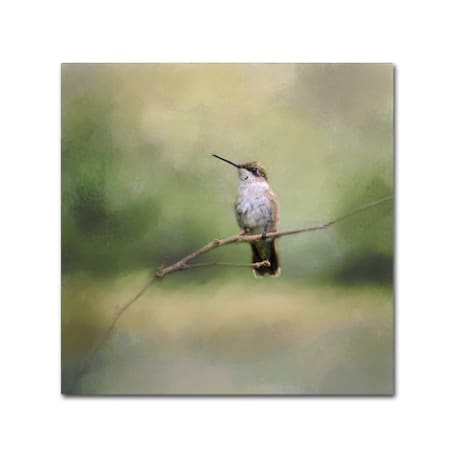 Jai Johnson 'Tiny Visitor Hummingbird' Canvas Art,18x18